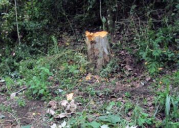 Los ladrones de leña se aprovechan y cometen actos ilícitos de allanamiento, robo y demás daños.