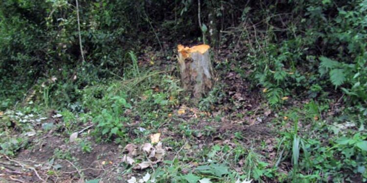 Los ladrones de leña se aprovechan y cometen actos ilícitos de allanamiento, robo y demás daños.