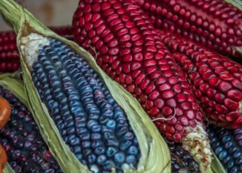 La propuesta del Poder Ejecutivo señala que el uso de maíz genéticamente modificado debe ser evaluado con el fin de que no amenace la bioseguridad, la salud y el patrimonio biocultural de México y su población.