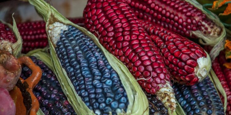 La propuesta del Poder Ejecutivo señala que el uso de maíz genéticamente modificado debe ser evaluado con el fin de que no amenace la bioseguridad, la salud y el patrimonio biocultural de México y su población.