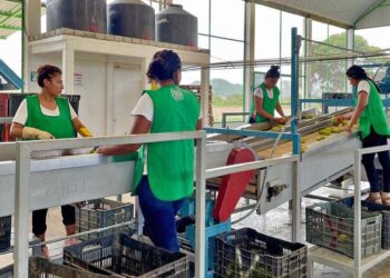 Foto: Archivo El Imparcial // Oaxaca exporta productos como mango, artesanías, mezcal y piña.