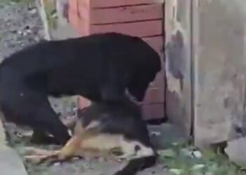 VIDEO | Desgarrador momento en que perrito trata de reanimar a su amigo envenenado en Atlixco, Puebla
