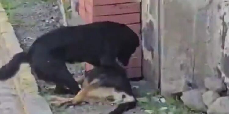 VIDEO | Desgarrador momento en que perrito trata de reanimar a su amigo envenenado en Atlixco, Puebla