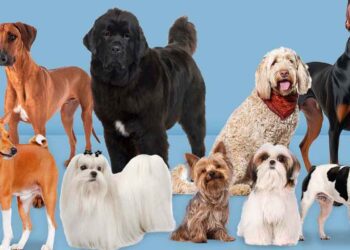 Perros: ¿Cuáles son las razas más fieles?
