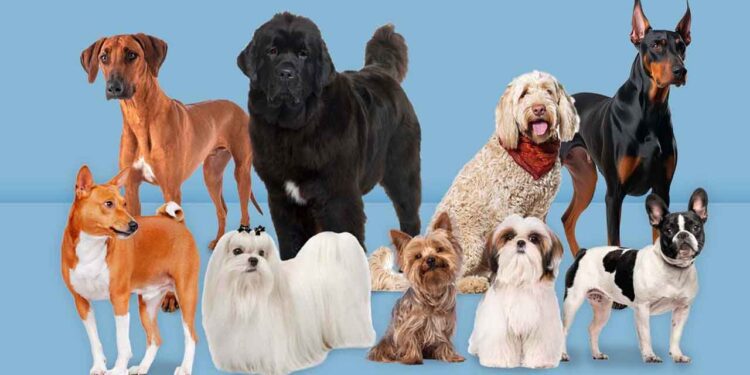 Perros: ¿Cuáles son las razas más fieles?