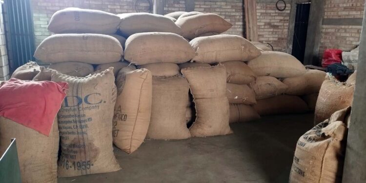 Se desconoce a cuanto se comprará el café oro en la región.