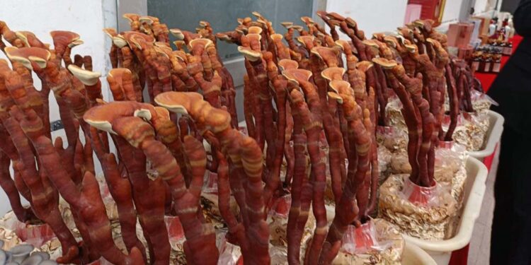 Se informó que hay más de mil 600 razas de hongo en la entidad.