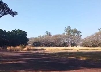 VIDEO | ¡Unidad Deportiva “El Tequio”, devorada por la naturaleza!