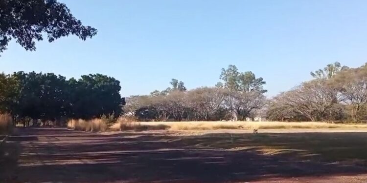 VIDEO | ¡Unidad Deportiva “El Tequio”, devorada por la naturaleza!
