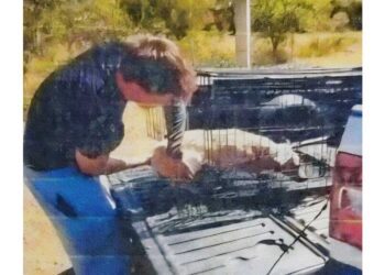 Balea a un perrito en la Mixteca y es vinculado a proceso