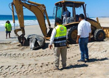 Encuentran ballena recién nacida sin vida en Playa Palmarito, Bajos de Chila