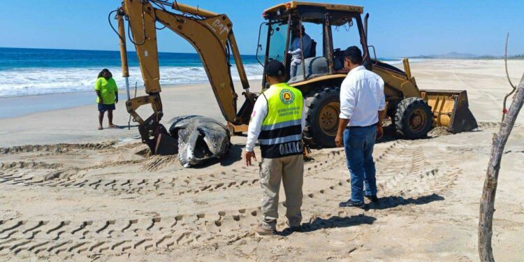 Encuentran ballena recién nacida sin vida en Playa Palmarito, Bajos de Chila