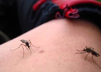 Foto: archivo // Para disminuir los casos de dengue, las autoridades sanitarias recomiendan evitar exponerse a la picadura de mosquitos, aplicar repelente, dormir con pabellón, e instalar mosquiteros en puertas y ventanas.