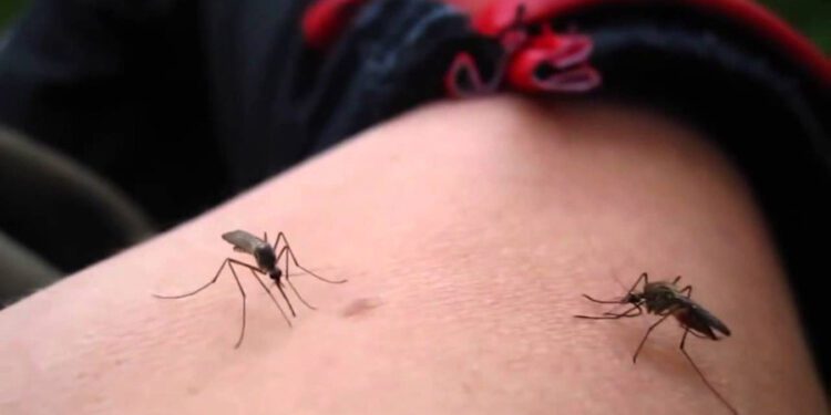 Foto: archivo // Para disminuir los casos de dengue, las autoridades sanitarias recomiendan evitar exponerse a la picadura de mosquitos, aplicar repelente, dormir con pabellón, e instalar mosquiteros en puertas y ventanas.