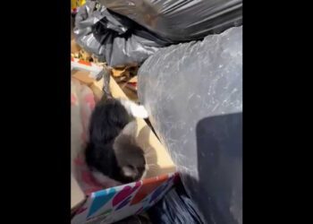 VIDEO | Rescatan a gatitos recién nacidos a punto de ser triturado en la basura