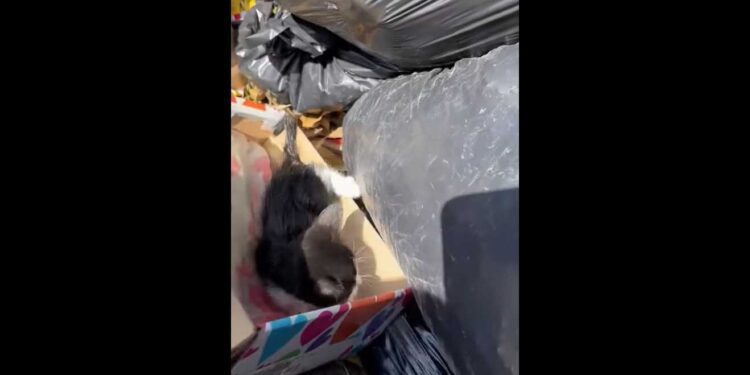 VIDEO | Rescatan a gatitos recién nacidos a punto de ser triturado en la basura