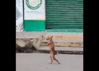 VIDEO | Perrito causa ternura y admiración al caminar sobre dos patas en las calles de Cárdenas, Tabasco