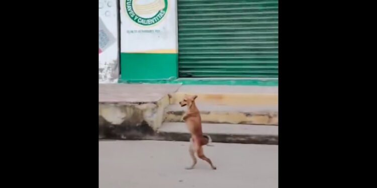 VIDEO | Perrito causa ternura y admiración al caminar sobre dos patas en las calles de Cárdenas, Tabasco