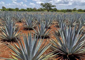 El producto oaxaqueño que se ve más afectado por el cobro de aranceles es el mezcal.