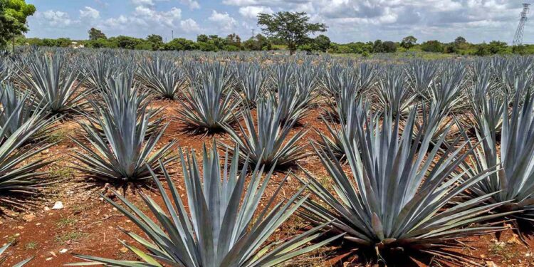El producto oaxaqueño que se ve más afectado por el cobro de aranceles es el mezcal.