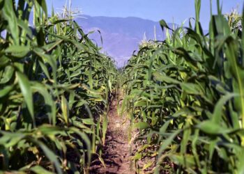 Foto: Sefader // El mercado norteamericano demanda productos de calidad como lo que se produce en México, indican.