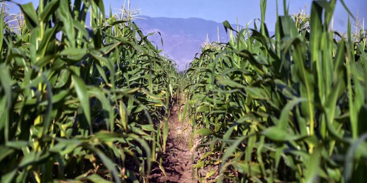 Foto: Sefader // El mercado norteamericano demanda productos de calidad como lo que se produce en México, indican.
