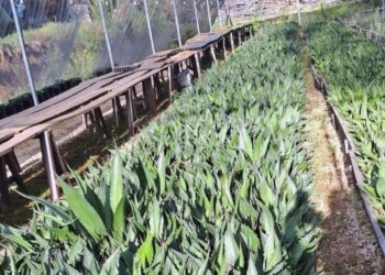Con su siembra también se favorecerá la conservación del suelo y la captación de agua.