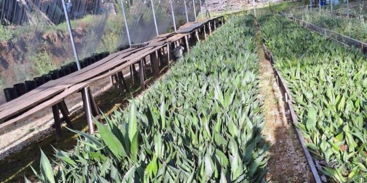Con su siembra también se favorecerá la conservación del suelo y la captación de agua.