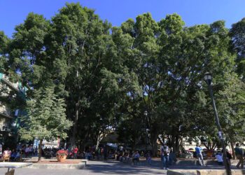 Oaxaca, una de las 210 “Ciudades Arbóreas del Mundo 2024″
