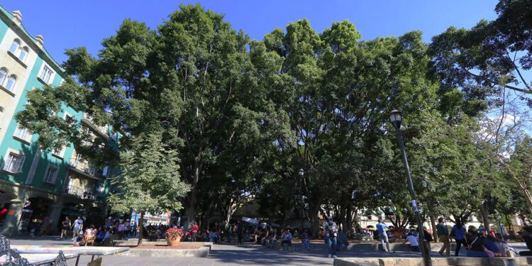 Oaxaca, una de las 210 “Ciudades Arbóreas del Mundo 2024″