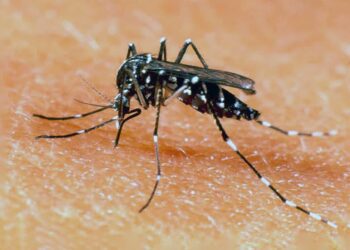 Foto: archivo // El dengue se transmite por la picadura de un mosquito infectado.