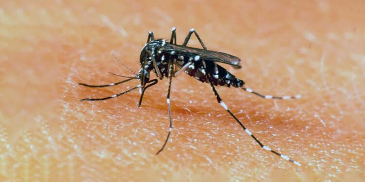 Foto: archivo // El dengue se transmite por la picadura de un mosquito infectado.