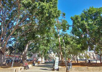 Foto: Lisbeth Mejía Reyes // El país sufre un grave retraso en la consideración de la arboricultura dentro de los planes de desarrollo.