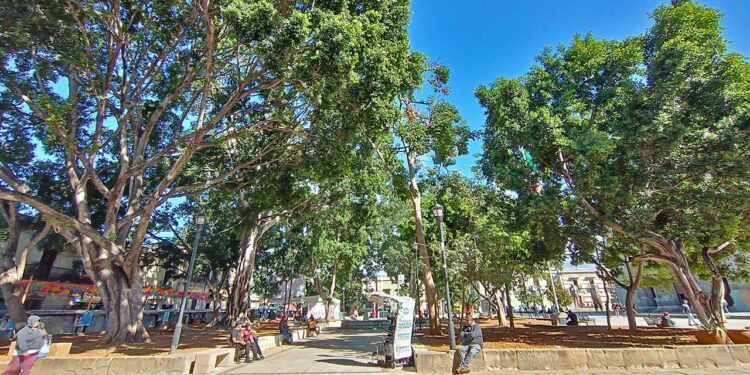 Foto: Lisbeth Mejía Reyes // El país sufre un grave retraso en la consideración de la arboricultura dentro de los planes de desarrollo.