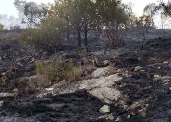 En cada temporada de incendios forestales, la Mixteca es una de las regiones donde se registra un gran número de siniestros