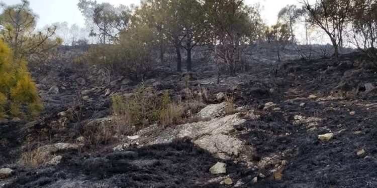 En cada temporada de incendios forestales, la Mixteca es una de las regiones donde se registra un gran número de siniestros
