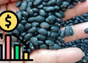 ¡Conoce las marcas de frijol más baratas y las más caras a principios de marzo, según Profeco!