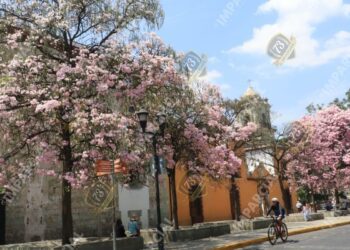 ¡La primavera ha llegado! Oaxaca vive un espectáculo visual en esta temporada