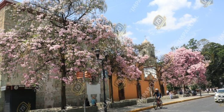 ¡La primavera ha llegado! Oaxaca vive un espectáculo visual en esta temporada