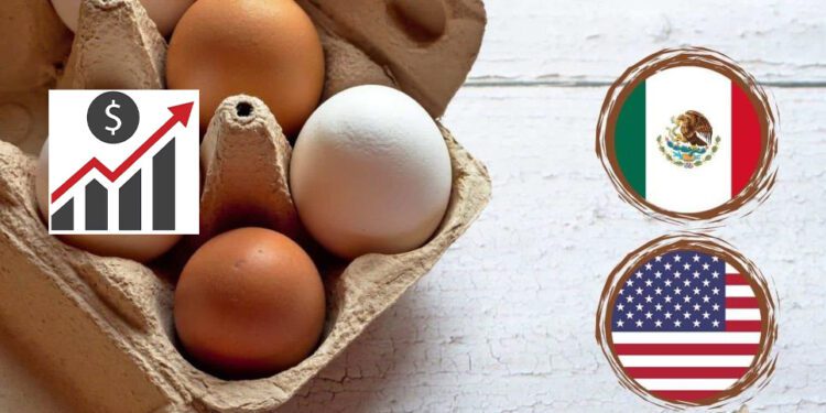 ¡México tiene suficientes huevos! Exportaciones récord a EE. UU. y su impacto en Oaxaca