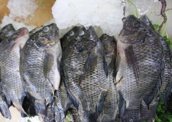 ¿Qué vigilar para asegurarse del buen estado de pescados y mariscos? Inicia operativo de vigilancia