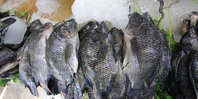 ¿Qué vigilar para asegurarse del buen estado de pescados y mariscos? Inicia operativo de vigilancia