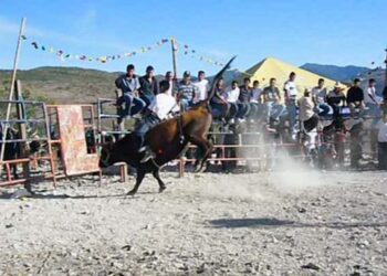 Foto: cortesía // Los jaripeos, otra práctica de crueldad animal, denuncian representantes de colectivos y protectoras de animales.