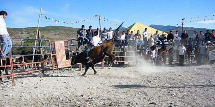 Foto: cortesía // Los jaripeos, otra práctica de crueldad animal, denuncian representantes de colectivos y protectoras de animales.