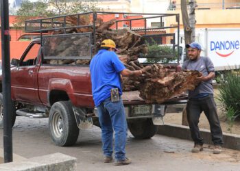 El Conzatti, un jardín que preservan   vecinos; plagas causan estragos