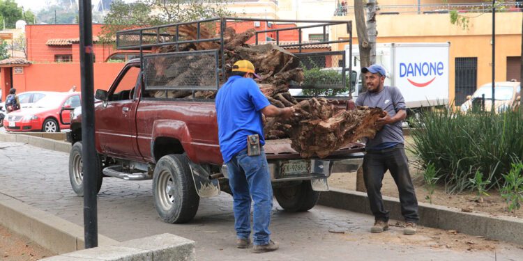El Conzatti, un jardín que preservan   vecinos; plagas causan estragos