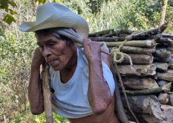 Los campesinos se emplean en el corte de café cereza de la temporada 2025.