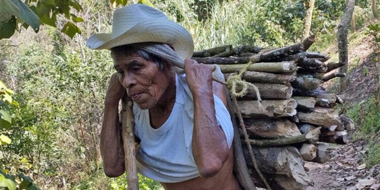 Los campesinos se emplean en el corte de café cereza de la temporada 2025.