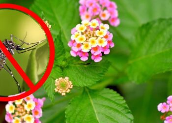 ¿Qué plantas atraen mosquitos? Descubre las 5 que debes evitar en tu hogar