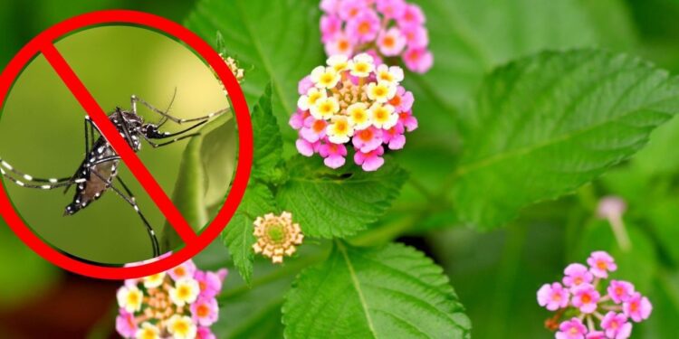 ¿Qué plantas atraen mosquitos? Descubre las 5 que debes evitar en tu hogar
